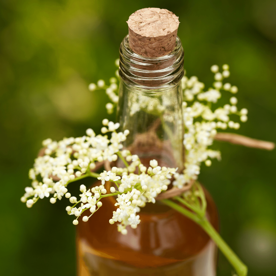 Forager's Fizz Kits - Elderflower Champagne